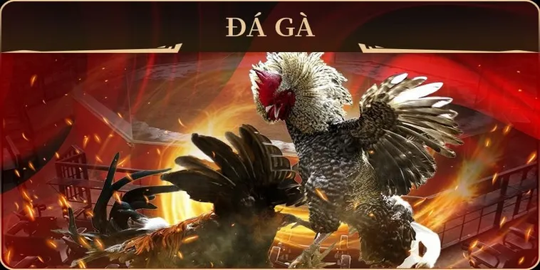 Áp Dụng Cách Chơi Đá Gà GA28 Tại 2Bong88 Bách Chiến Bách Thắng Cực Hay 2 Áp Dụng Cách Chơi Đá Gà GA28 Tại 2Bong88 Bách Chiến Bách Thắng Cực Hay