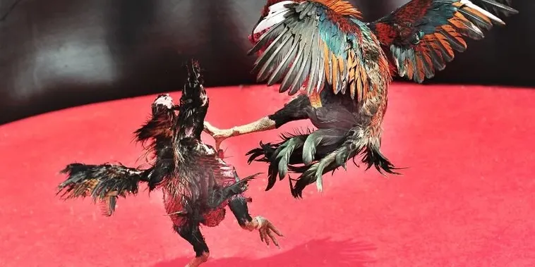 Bật Mí Bí Kíp Về Cách Chơi Đá Gà Sabong Tại 2Bong88 Rinh Tiền Tỷ Mỗi Ngày 1 Bật Mí Bí Kíp Về Cách Chơi Đá Gà Sabong Tại 2Bong88 Rinh Tiền Tỷ Mỗi Ngày