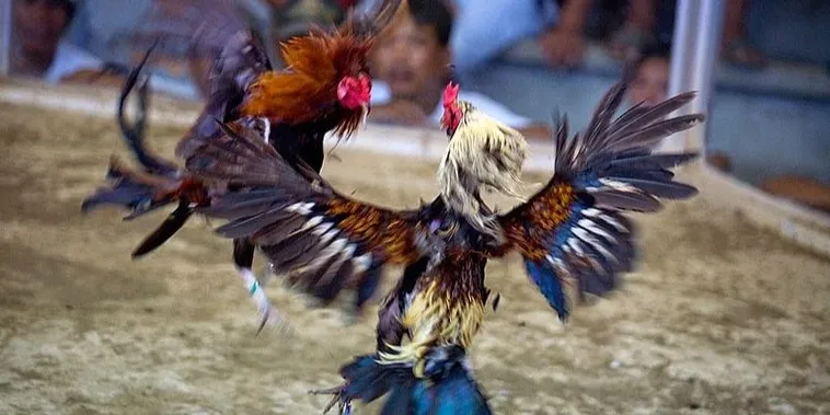 Bật Mí Bí Kíp Về Cách Chơi Đá Gà Sabong Tại 2Bong88 Rinh Tiền Tỷ Mỗi Ngày 2 Bật Mí Bí Kíp Về Cách Chơi Đá Gà Sabong Tại 2Bong88 Rinh Tiền Tỷ Mỗi Ngày