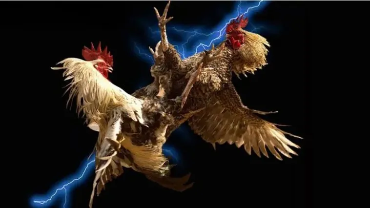 Cá Cược Đá Gà 2Bong88 Đỉnh Cao Mang Về Cơ Hội Thắng Lớn Mỗi Ngày